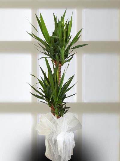 Adıyamanda Çiçek | Orkide Çiçekçilik & Organizasyon