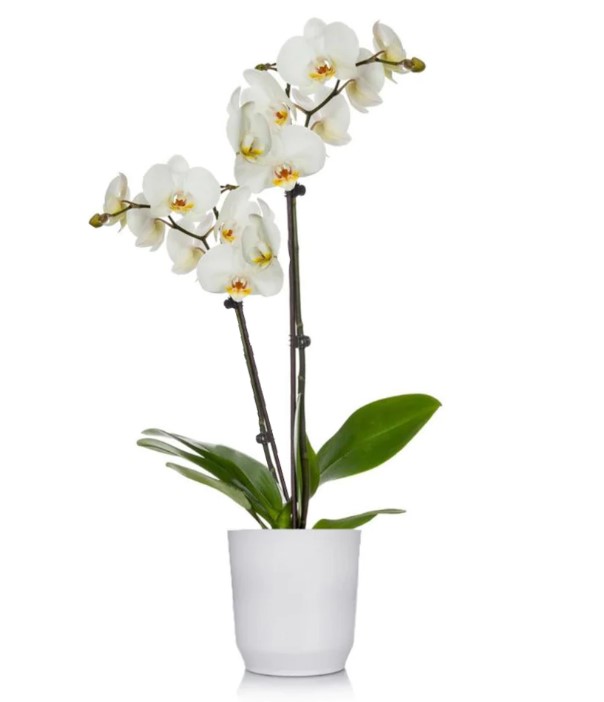 Adıyamanda Çiçek | Orkide Çiçekçilik & Organizasyon