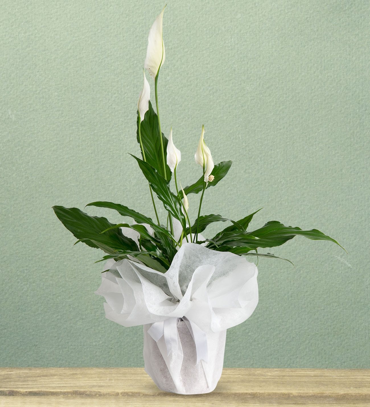 Adıyamanda Çiçek | Orkide Çiçekçilik & Organizasyon