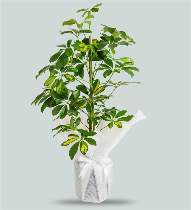 Adıyamanda Çiçek | Orkide Çiçekçilik & Organizasyon