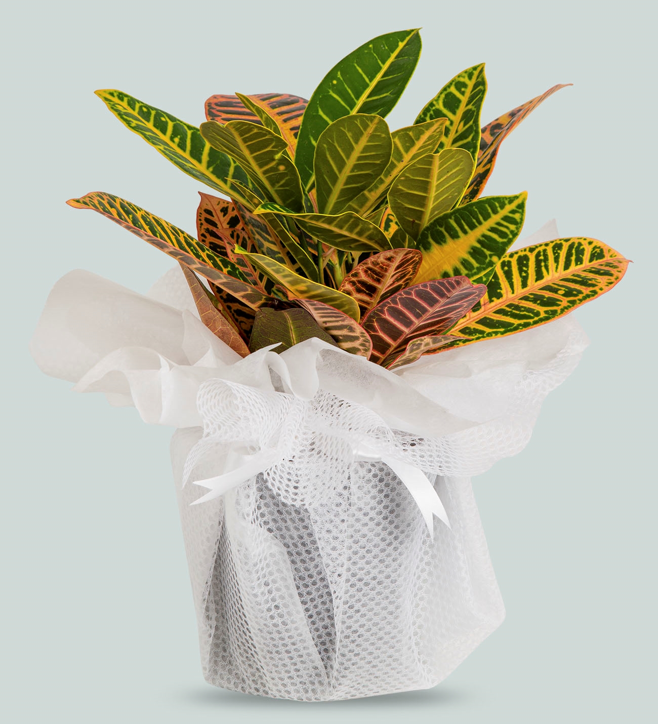 Adıyamanda Çiçek | Orkide Çiçekçilik & Organizasyon