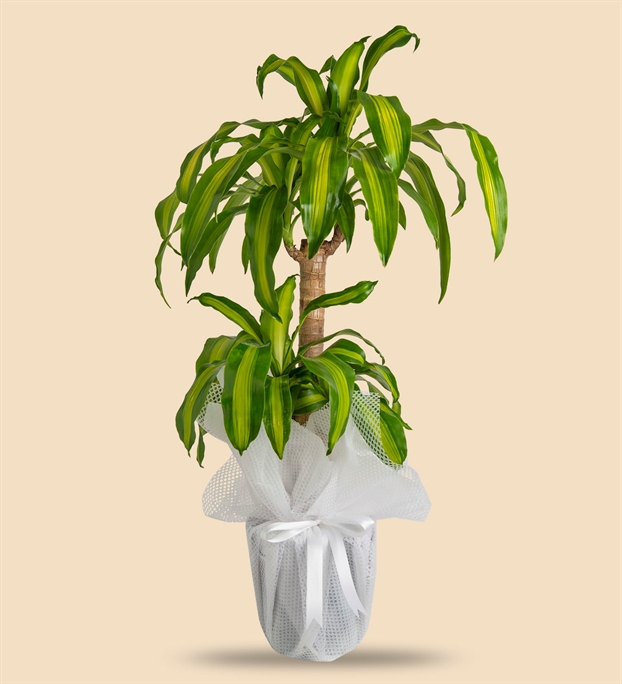 Adıyamanda Çiçek | Orkide Çiçekçilik & Organizasyon