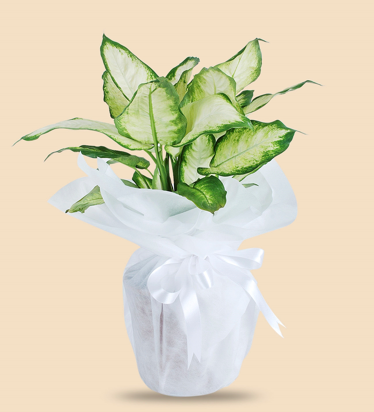 Adıyamanda Çiçek | Orkide Çiçekçilik & Organizasyon