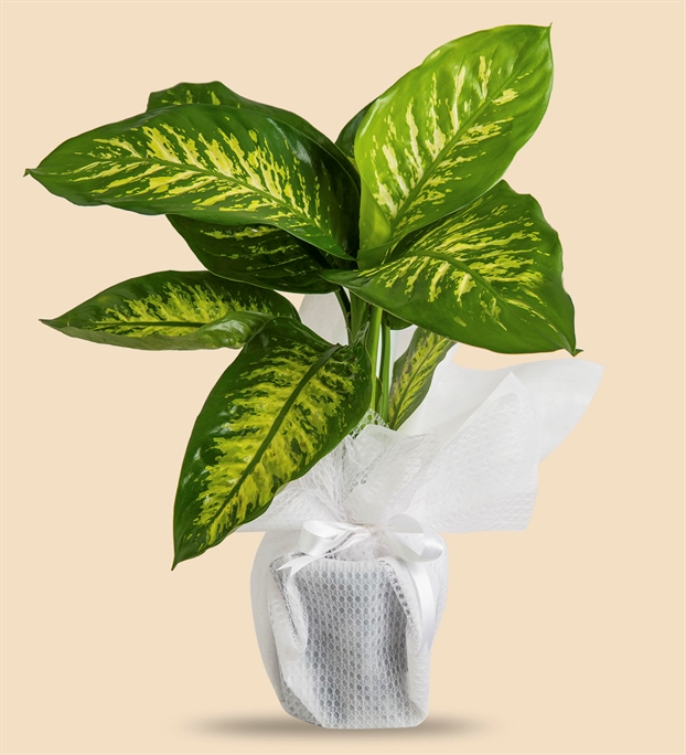 Adıyamanda Çiçek | Orkide Çiçekçilik & Organizasyon