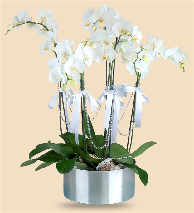 Adıyamanda Çiçek | Orkide Çiçekçilik & Organizasyon