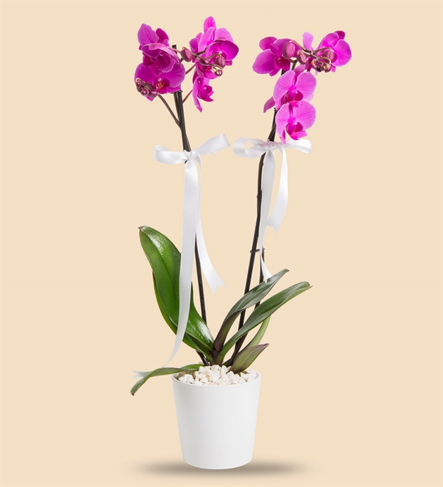 Adıyamanda Çiçek | Orkide Çiçekçilik & Organizasyon